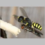 Ectemnius cavifrons oder ruficornis - Grabwespe w09b 11mm beim Nesteintrag - Platycheirus albimanus - Schwebfliege .jpg